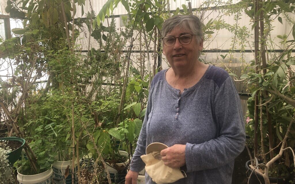 After reviving ancient dates, a Negev pioneer plants seeds against a dry future - Vimarsana News