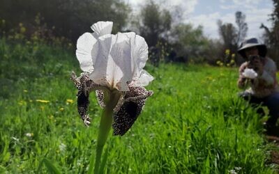 The Nazareth Iris.  (Yuval Sapir)