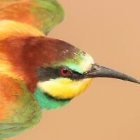 A European bee eater, one of Israel's most colorful birds. (Noam Weiss/IBRCE)