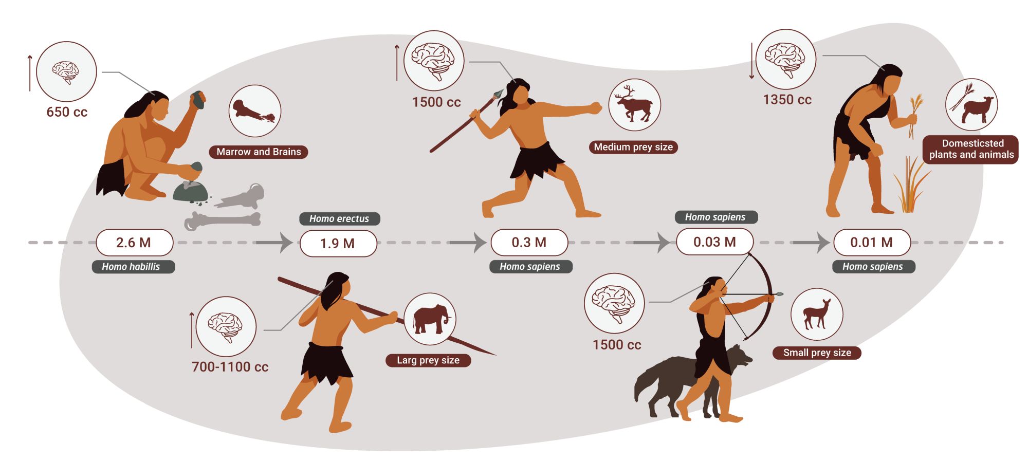 For 2 million years, humans ate meat and little else -- study | The Times  of Israel