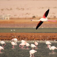 Greater flamingo at the International Birding and Research Center Eilat. (Noam Weiss, IBRCE)