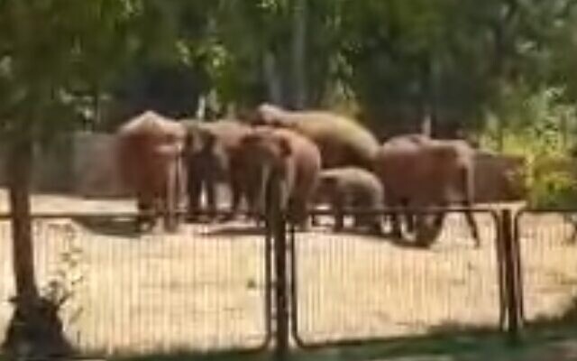 Israeli zoo video shows elephants protecting calf in rocket attack | The  Times of Israel