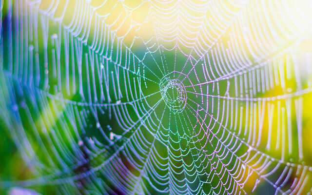 An illustrative image of a spider web and spider silk (Roman Budnyi; iStock by Getty Images)