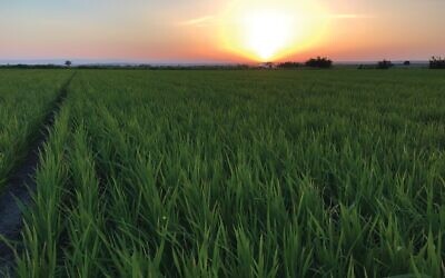 Drip-irrigated rice crops in Turkey. (Netafim)