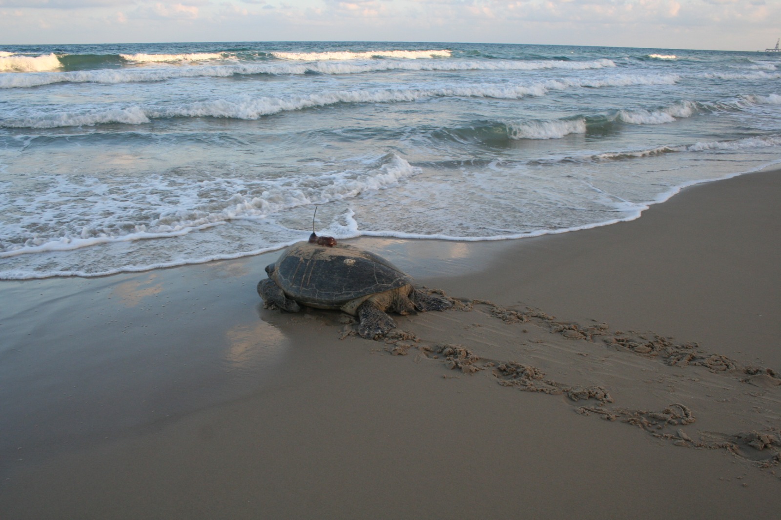 A time to lay: With turtle egg season underway, public asked to help | The  Times of Israel