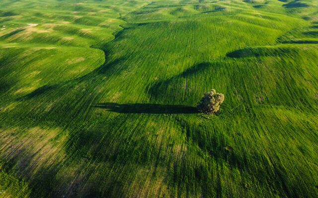 A lone tree photographed from above by Moshe Gold, whose debut photography exhibit opened June 3, 2021 at the Jerusalem Cinematheque (Courtesy Moshe Gold)