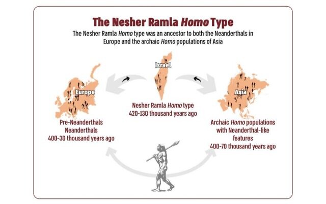 The Nesher Ramla Homo Type (Tel Aviv University graphic)