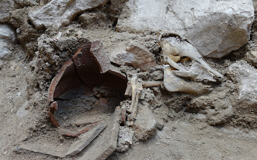 Articulated pig skeleton as found in City of David excavation. (Oscar Bejerano, Israel Antiquities Authority)