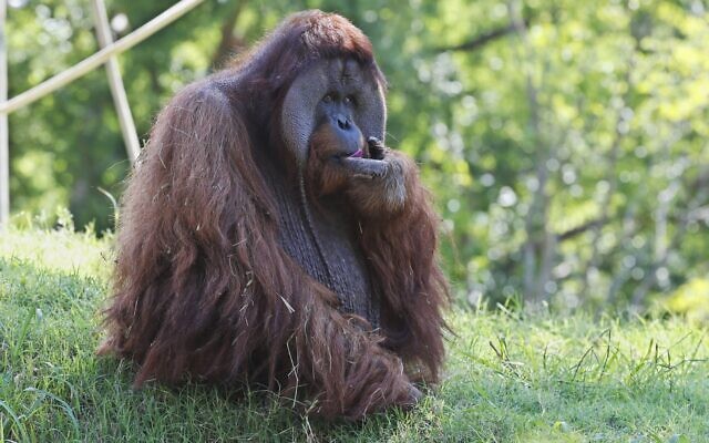 Illustrative: An orangutan at the Oklahoma City Zoo (AP Photo/Sue Ogrocki)