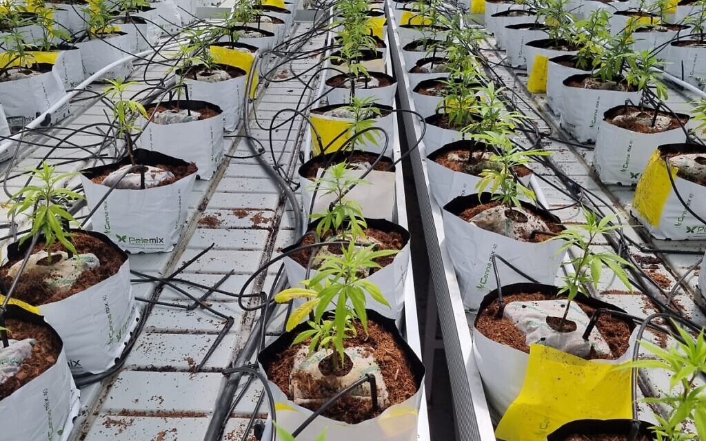 Potted medical-grade cannabis plants growing in Israel. (Courtesy: Israeli Medical Cannabis Agency)