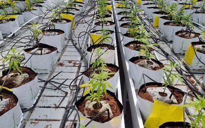 Potted medical-grade cannabis plants growing in Israel. (Courtesy: Israeli Medical Cannabis Agency)