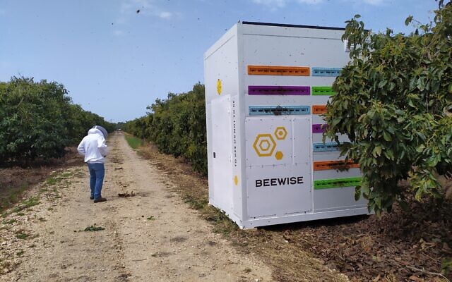 Israeli bee tech startup Beewise pulls in $80m investment for robotic beehives