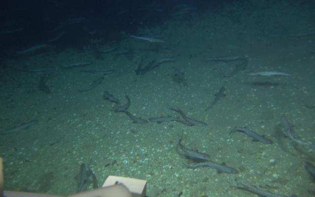 Hundreds of small sharks are seen off the coast of Tel Aviv, according to an August 11, 2021 report. (University of Haifa, Israel Oceanographic and Limnological Research, Ben Gurion University, and Interuniversity Institute for Marine Sciences in Eilat)