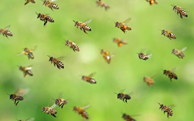 Flying bees swarm after collecting pollen in the spring. (Andreas Häuslbetz on iStock by Getty Images)