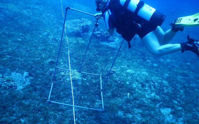 Measuring corals for the 2020 national monitoring study of the Gulf of Eilat. (Inbal Ayalon, Interuniversity Institute for Marine Sciences, Eilat)