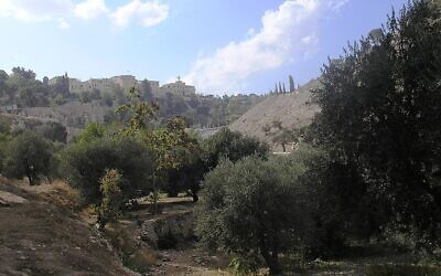 Old olive trees grow in the Hinnom Valley, Jerusalem. (Deror avi, CC BY-SA 3.0, Wikimedia Commons)