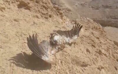 Scren capture from video of a dead griffon vulture found in the Judean Desert, October 27, 2021. (Srugim)