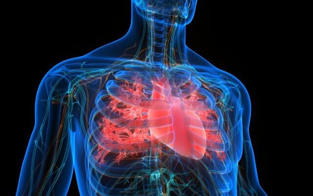 Illustration of a human heart (magicmine; iStock by Getty Images)