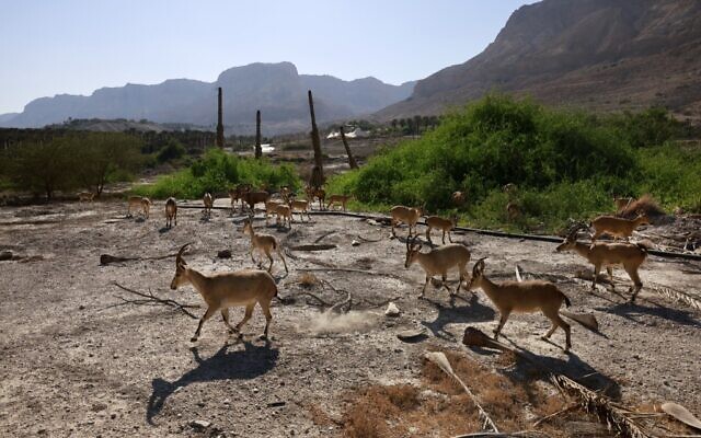 An Ibex herd grazing in an abandoned palm grove that was destroyed following the formation of sinkholes filled with water as a result of a drop in the water level in the Dead Sea, near Israel's Kibbutz Ein Gedi, October 6, 2021. (Menahem KAHANA / AFP)