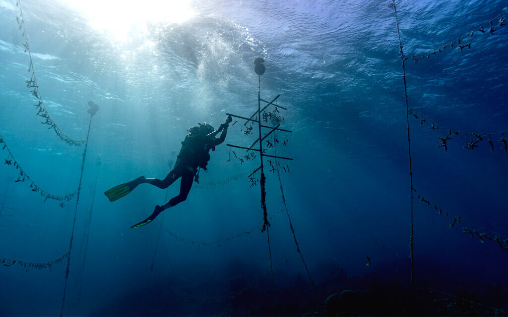A diver works at an underwater coral nursery inside the Oracabessa Fish Sanctuary in Jamaica, on February 12, 2019. (AP Photo/David J. Phillip)