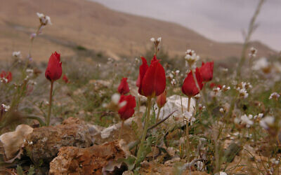Tulips bloom in the mountains of the Negev desert after four days of rain  (Yossi Zamir/Flash 90)
