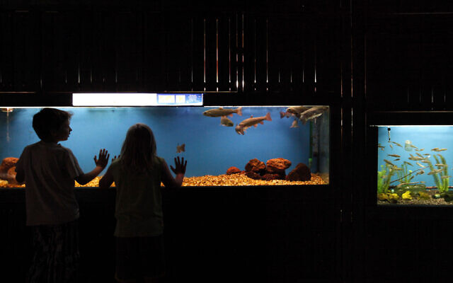 Young boys look at fish at the aquarium at the Jerusalem Biblical Zoo. July 25, 2012 (Miriam Alster/FLASH90)