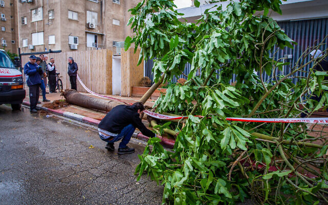 Police at the scene where a large tree fell on a man and seriously wounded him in Netanya, December 20, 2021 (Flash90)
