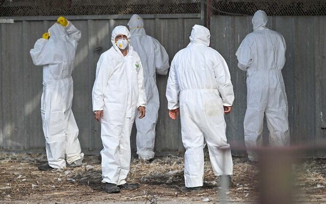 Workers in protective gear in Moshav Givat Yoav, in northern Israel, following an outbreak of the bird flu, December 29, 2021. (Michael Giladi/Flash90)