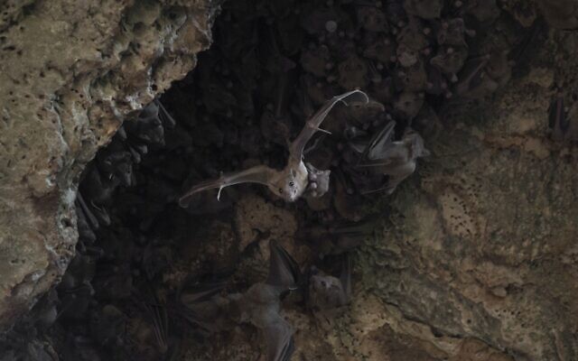 A female Egyptian fruit bat leaves the cave with her pup attached underneath (Yuval Barkai)