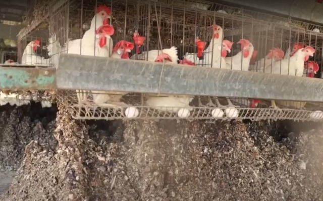Filthy conditions at a northern Israeli egg farm, where chickens live in cages above piles of their own excrement. (Screenshot)