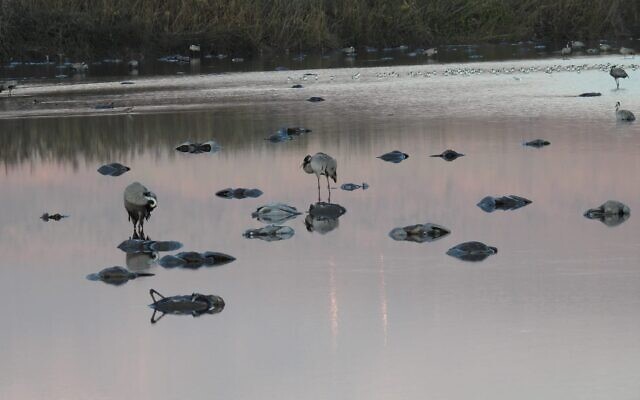 Crane carcasses litter the lake at the Hula Lake Reserve in northern Israel on December 26, 2021, following an outbreak of bird flu. (Guy Eilon/ Israel Nature and Parks Authority)