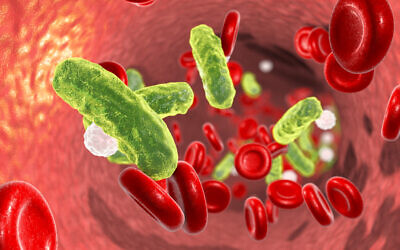 3D illustration showing rod-shaped bacteria infecting blood  (r_Microbe  via iStock by Getty Images)