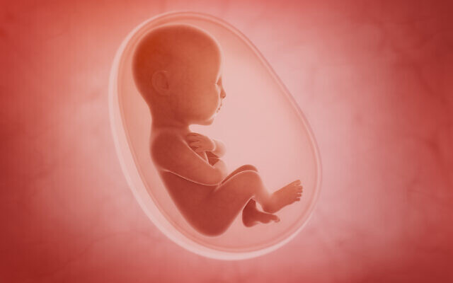 A fetus inside the womb (iStock via Getty Images)