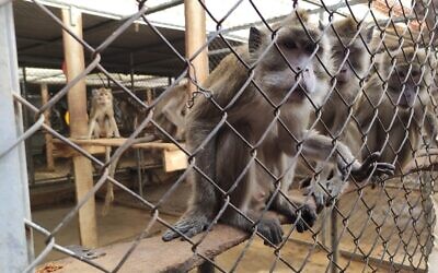 Monkeys in a cage at the Mazor Farm near Petah Tikva,  in central Israel. (Courtesy, IPSF)