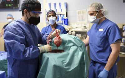 In this photo provided by the University of Maryland School of Medicine, members of the surgical team show the pig heart for transplant into patient David Bennett in Baltimore on Friday, Jan. 7, 2022. On Monday, Jan. 10, 2022 the hospital said that he's doing well three days after the highly experimental surgery. (Mark Teske/University of Maryland School of Medicine via AP)
