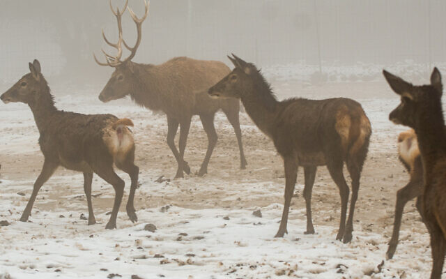 Deers in the snow, in Moshav Odem, in the Golan Heights, northern Israel, January 19, 2022. (Moraz Brom/Flash90)