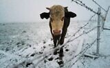 Cows in the snow in the northern Golan Heights, January 19, 2022. (Michael Giladi/Flash90)