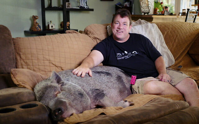 Many pet pig owners like Tom Fanning of Florida treat their pigs as they do their dogs or cats, as seen in 'Magnificent Beast.' (Courtesy Donkey Universe Films)