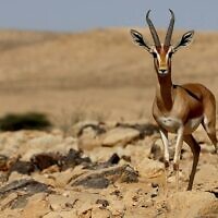 A gazelle in southern Israel, July 14, 2017. Ice Age humans feasted on gazelle, along with smaller prey animals, according to a new Hebrew University study. (Haim Shohat/Flash90)