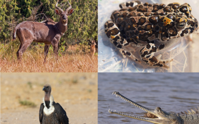 Image: Some of the extremely declining species in the Living Planet Report. Top Left- The Mountain Nyala (photo credit: Charles J Sharp - link), Top right - The Yosemite Toad (photo credit: Maierpa - link), Bottom left - The White-rumped Vulture (photo credit: Ravi Sangeetha- link), and bottom right - The Gharial (photo credit: Charles J Sharp - link). All images from Wikimedia Commons via Ben Gurion University of the Negev)