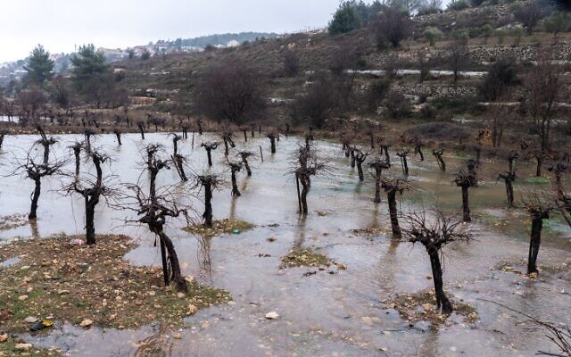 Flooded vineyards following heavy rainfall near the Jewish settlement of Efrat, in Gush Etzion, January 9, 2020. (Yaniv Nadav/ Flash90)