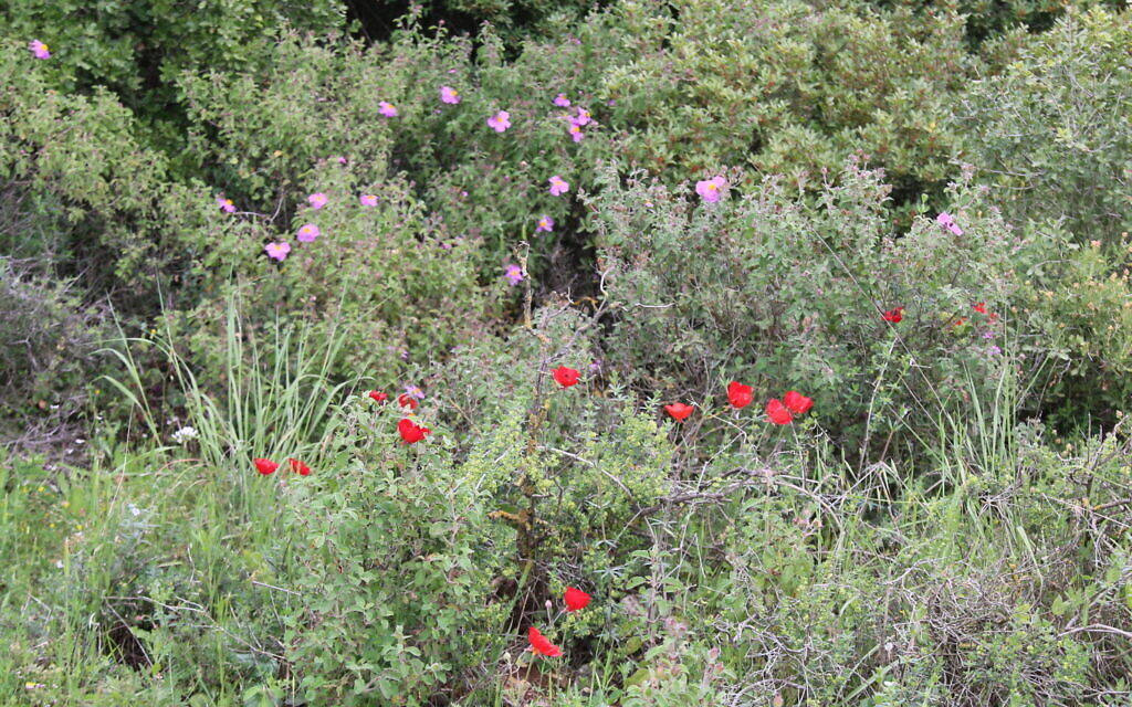 Flowers bloom along the historic Neve Ilan Forest walk. (Shmuel Bar-Am)