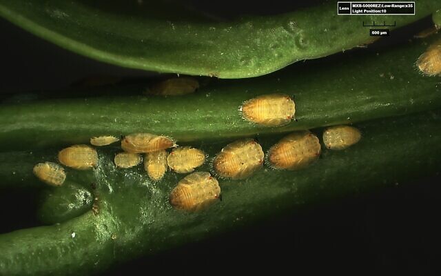 Asian citrus psyllid. (Agriculture Ministry)