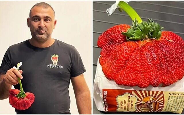 Chahi Ariel and the record-breaking strawberry (Guinness World Records)