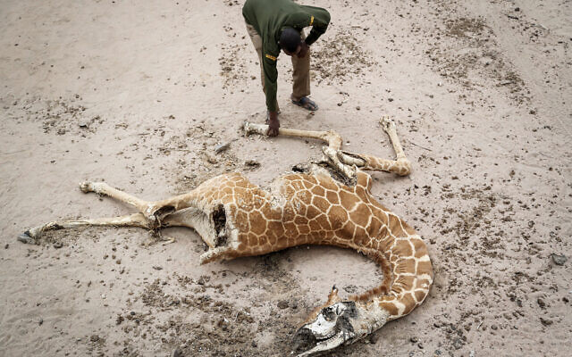 Mohamed Mohamud, a ranger from the Sabuli Wildlife Conservancy, looks at the carcass of a giraffe that died of hunger near Matana Village, Wajir County, Kenya, Oct. 25, 2021. (Brian Inganga/AP)