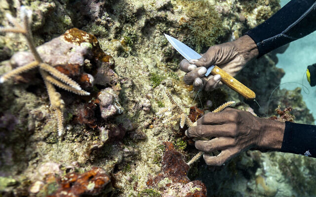 Diver Everton Simpson plants staghorn harvested from a coral nursery inside the the White River Fish Sanctuary, in Ocho Rios, Jamaica, Feb. 12, 2019. (David J. Phillip/AP)