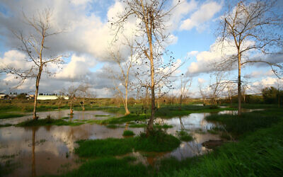 The Poleg Swamp, seen onn March 9, 2010. (Chen Leopold/Flash 90)