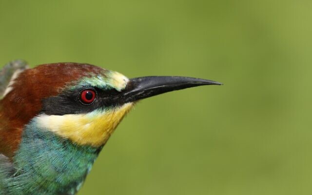 A European bee-eater caught for bird ringing at the Poleg swamp. (Yotam Lehnardt)