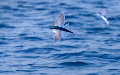 A species of flying fish at the Evtach marine reserve. (Guy Lavian/Israel Nature and Parks Authority)