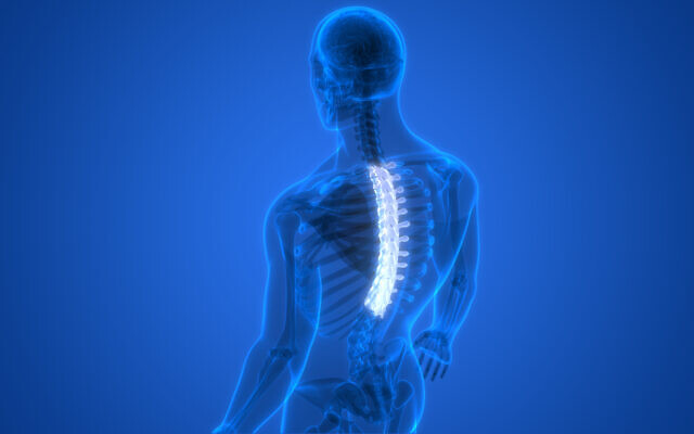 3D Illustration Concept of Spinal Cord (iStock via Getty Images)
